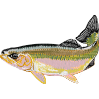 Fish Animals Fish Animals