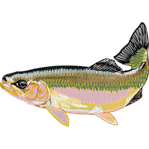 Fish Animals Fish Animals