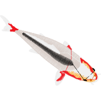 Fish Animals Fish Animals