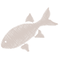 Fish Animals Fish Animals