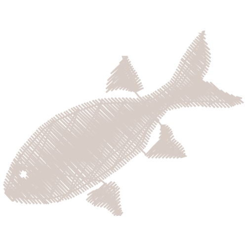 Fish Animals Fish Animals