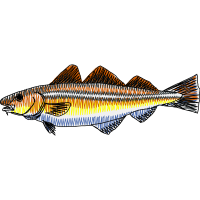 Fish Animals Fish Animals