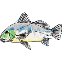 Fish Animals Fish Animals