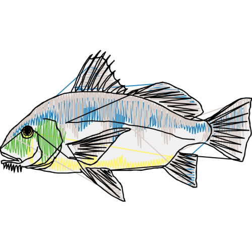 Fish Animals Fish Animals