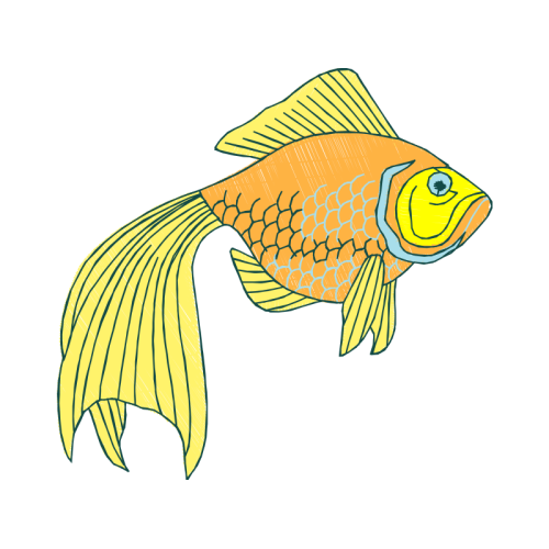 Fish Animals Fish Animals