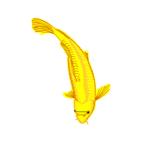 Fish Animals Fish Animals