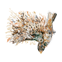 Fish Animals Fish Animals