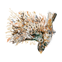 Fish Animals Fish Animals