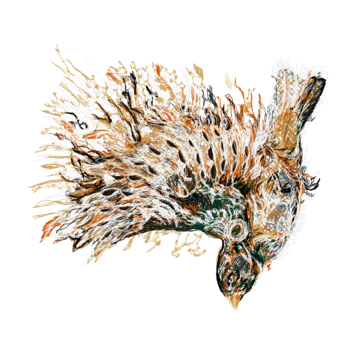 Fish Animals Fish Animals