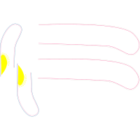 Fish Animals Fish Animals