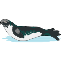 Harbor Seal Animals