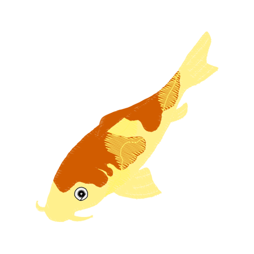 Holacanthus Animals Holacanthus Animals