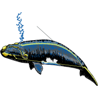 Humpback Whale Animals