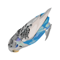 Humpback Whale Animals