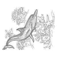 Humpback Whale Animals