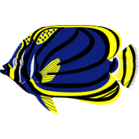 Illustration Animals Illustration Animals