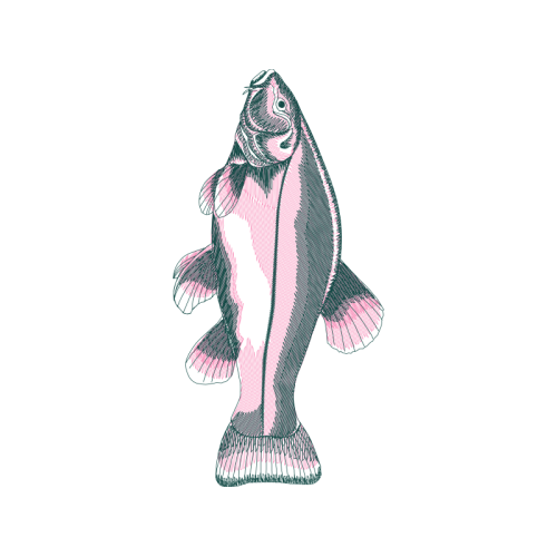 Illustration Animals Illustration Animals