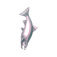 Illustration Animals Illustration Animals