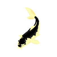 Illustration Animals