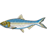 Illustration Animals Illustration Animals