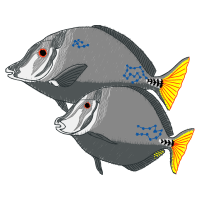 Illustration Animals