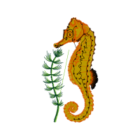 Illustration Animals