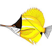 Illustration Animals