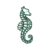 Lined Seahorse Animals Lined Seahorse Animals