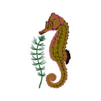 Lined Seahorse Animals