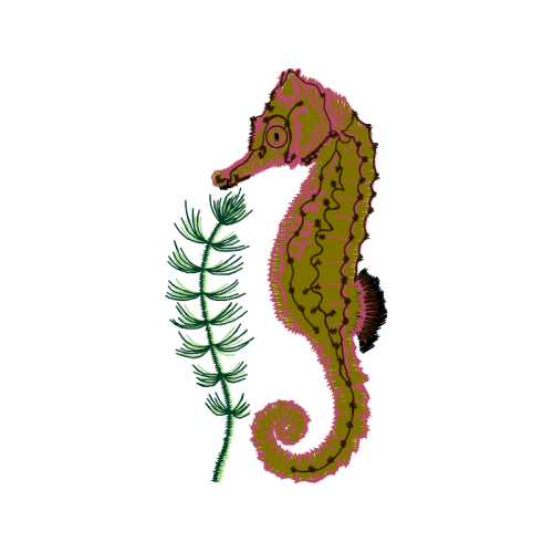 Lined Seahorse Animals Lined Seahorse Animals