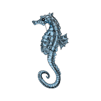 Lined Seahorse Animals Lined Seahorse Animals