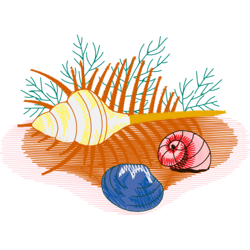 Lionfish Animals Lionfish Animals