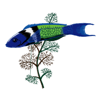 M 02Csf Animals M 02Csf Animals