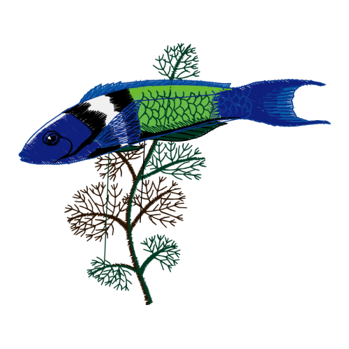 M 02Csf Animals M 02Csf Animals