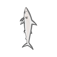 Mackerel Sharks Animals