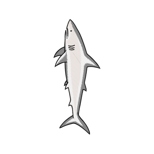 Mackerel Sharks Animals Mackerel Sharks Animals