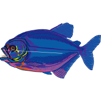 Marine Angelfishes Animals Marine Angelfishes Animals