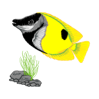 Marine Angelfishes Animals Marine Angelfishes Animals