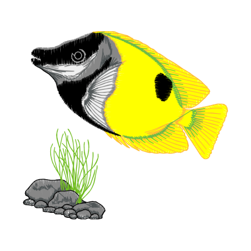 Marine Angelfishes Animals Marine Angelfishes Animals