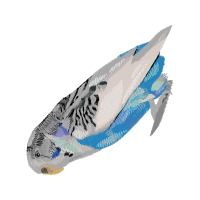 Marine Angelfishes Animals Marine Angelfishes Animals