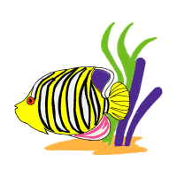 Marine Angelfishes Animals Marine Angelfishes Animals