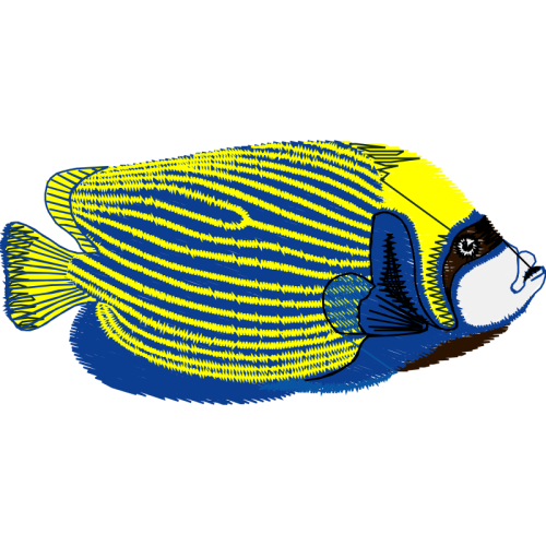 Marine Angelfishes Animals Marine Angelfishes Animals