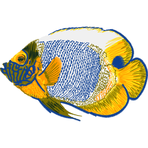 Marine Angelfishes Animals Marine Angelfishes Animals