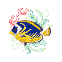 Marine Angelfishes Animals Marine Angelfishes Animals