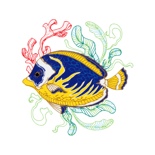 Marine Angelfishes Animals Marine Angelfishes Animals