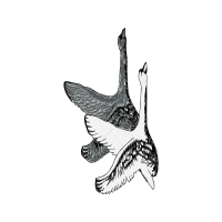 Marine Biology Animals