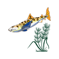 Marine Biology Animals