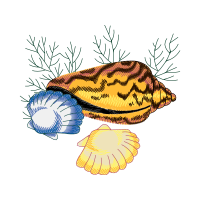 Marine Biology Animals