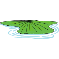 Marine Invertebrates Animals