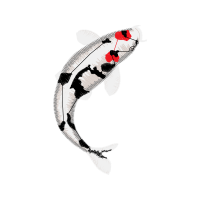 Peacock Bass Animals